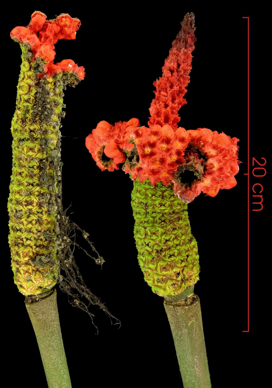 Карлюдовика пальчатая