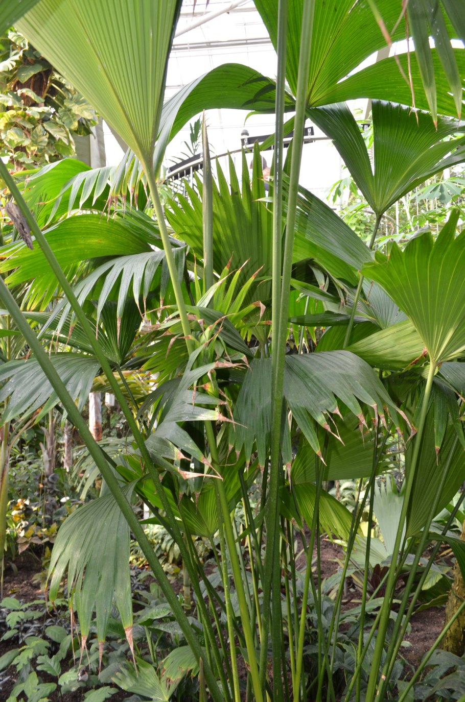 Карлюдовика пальчатая