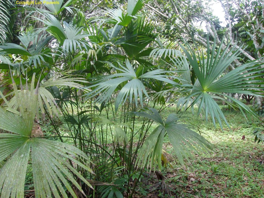 Панамская Пальма Карлюдовика