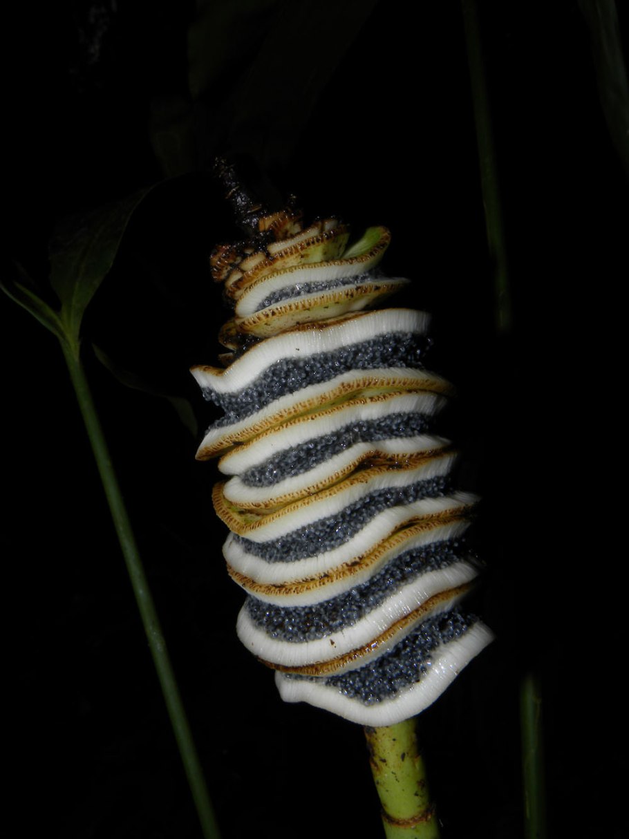 Карлюдовика пальчатая