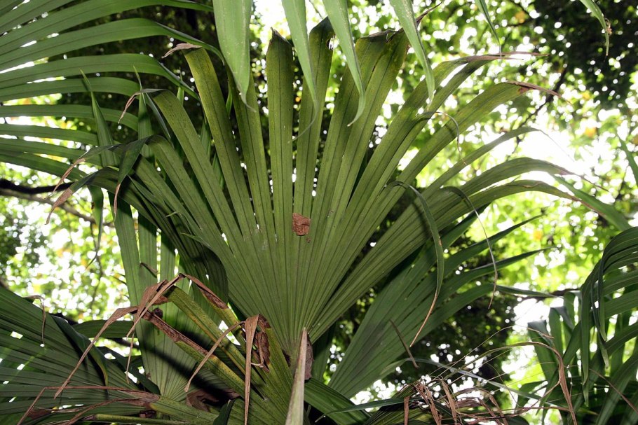 Карлюдовика пальмовидная