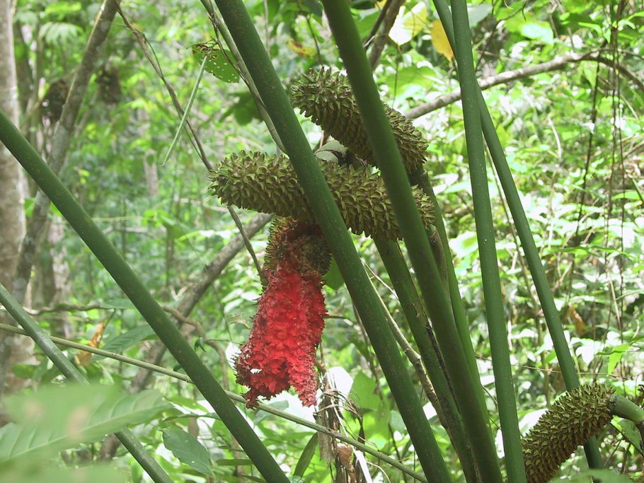 Карлюдовика пальмовидная