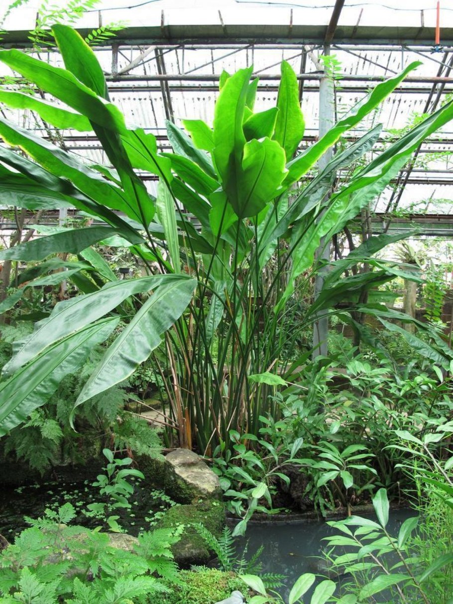 Панамская шляпная Пальма