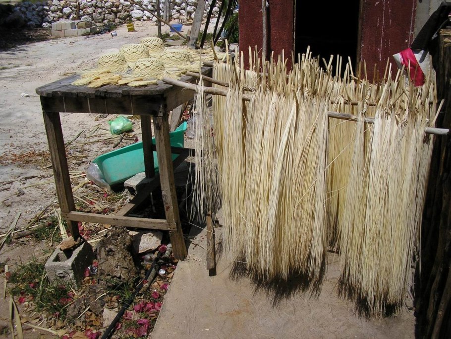 Стемона сидячелистная