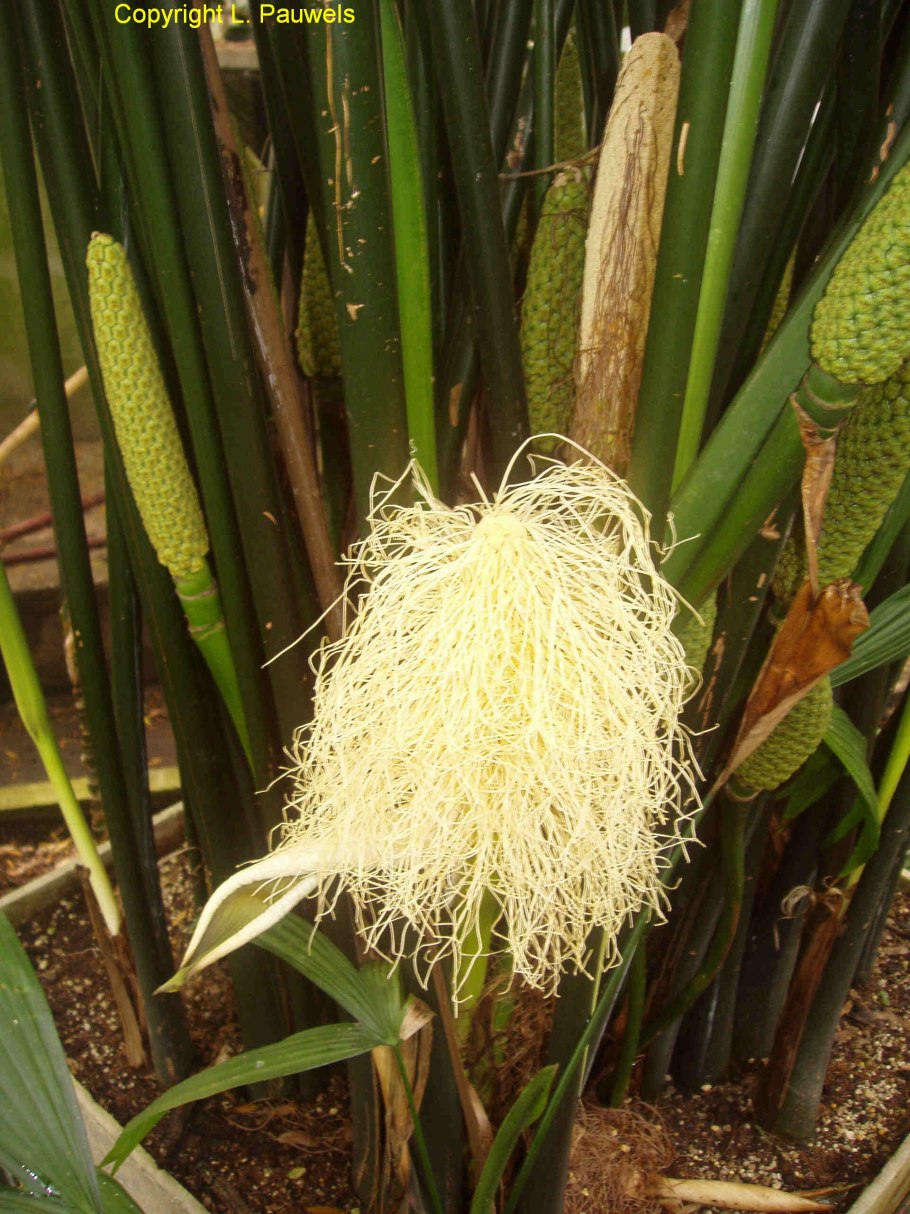 Carludovica palmata, панамская шляпная Пальма.
