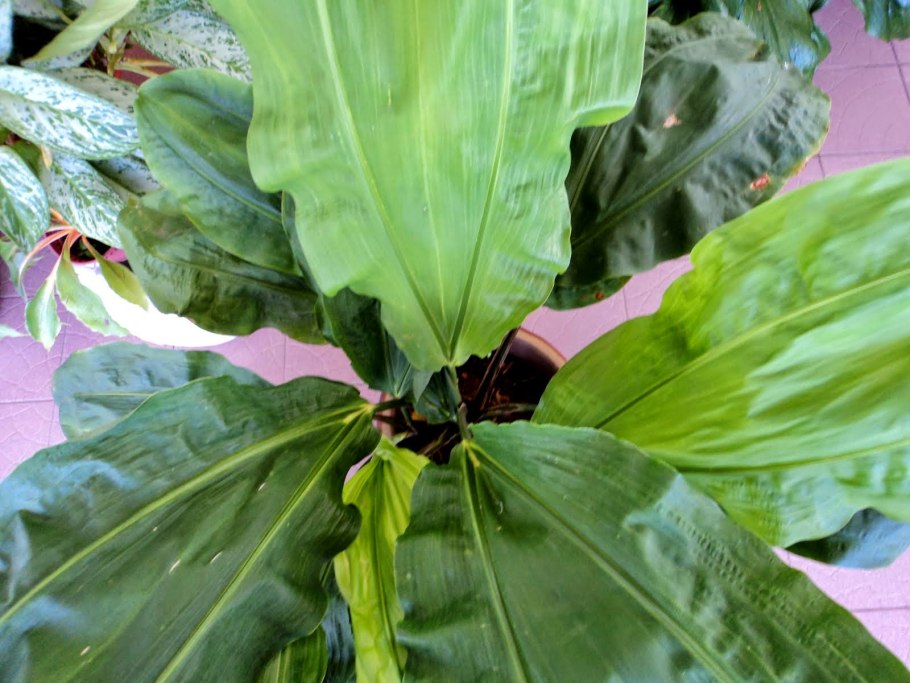 Карлюдовика пальчатая