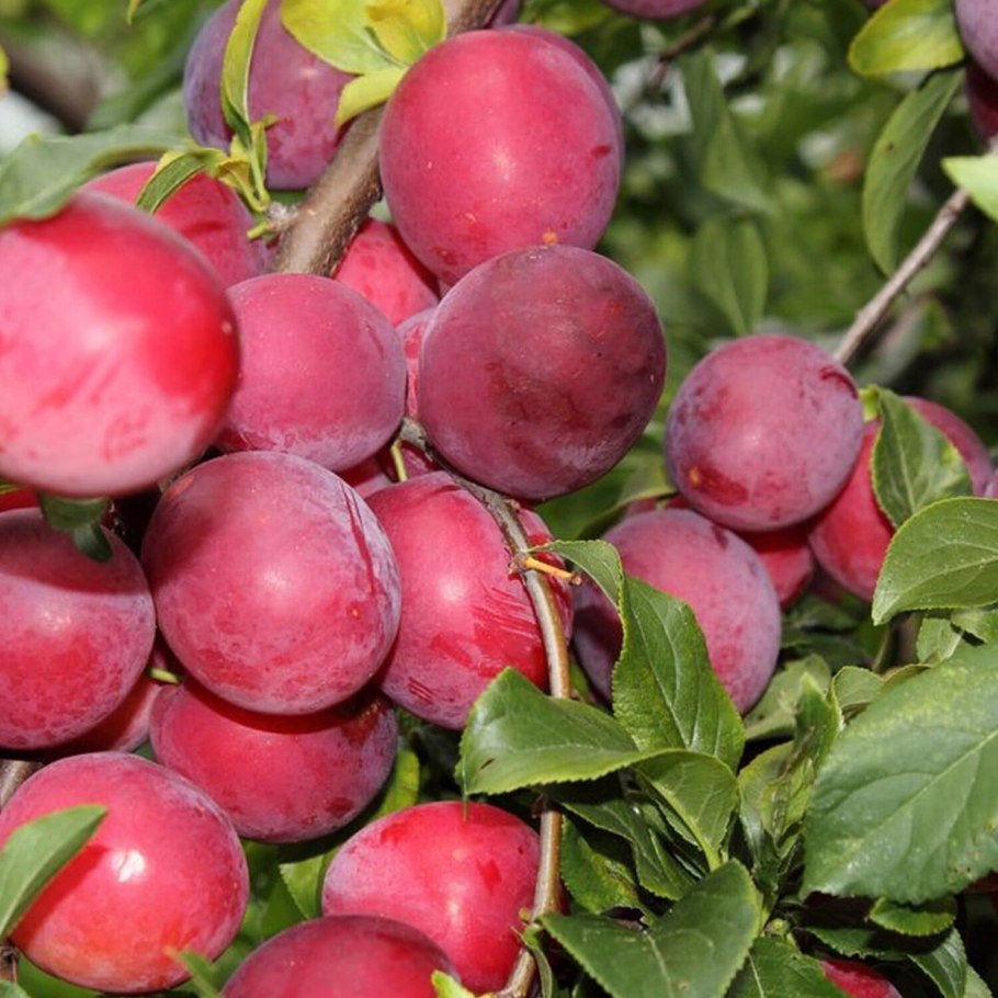 Слива канадская Селигран