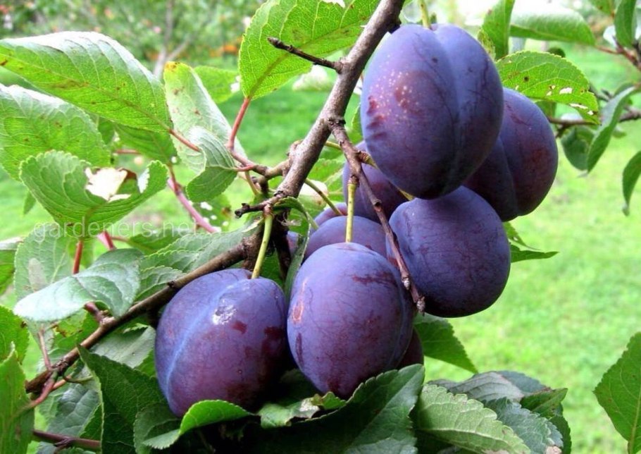 Слива сорта Абхазии