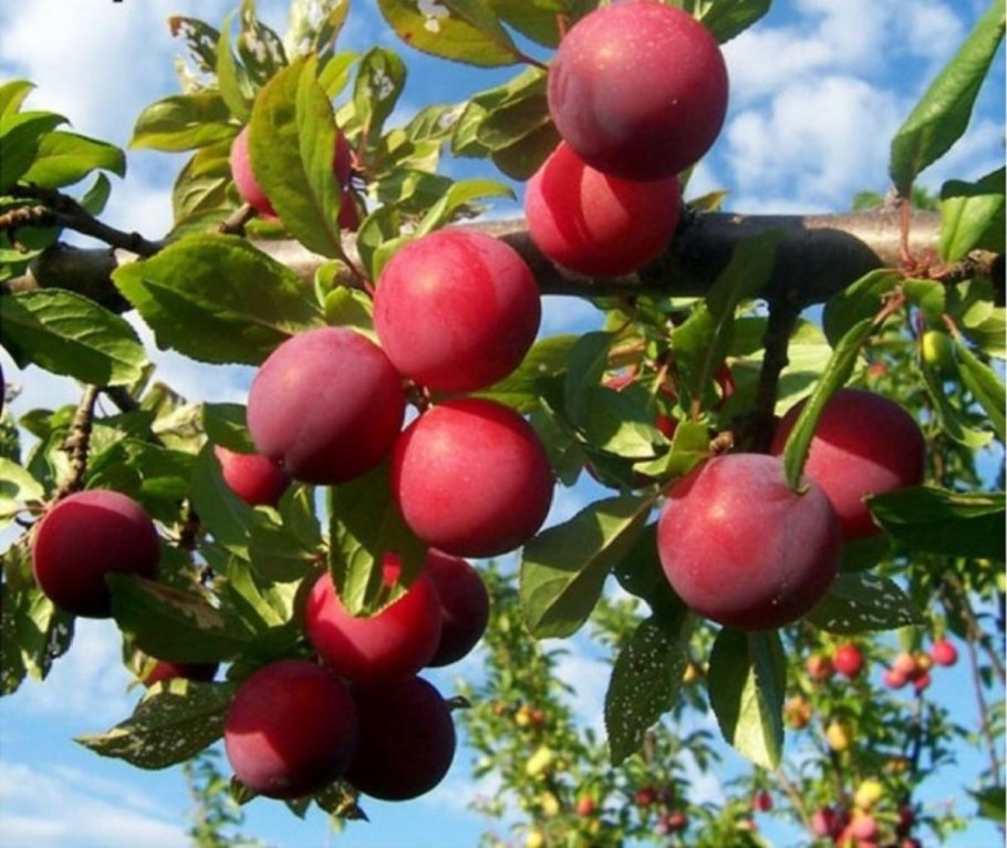 Слива Жемчужина Урала