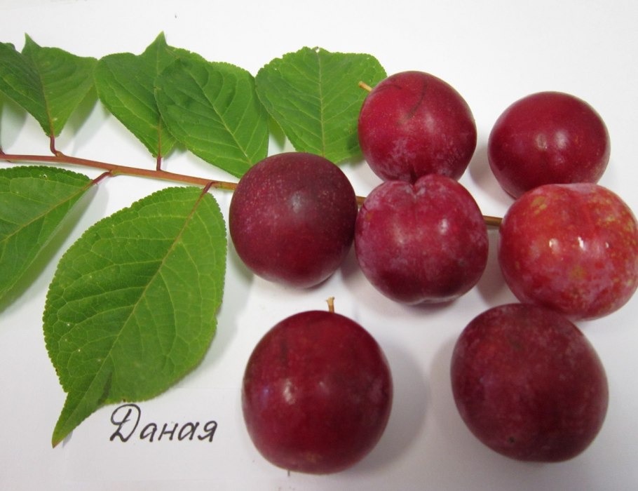 Prunus domestica слива домашняя