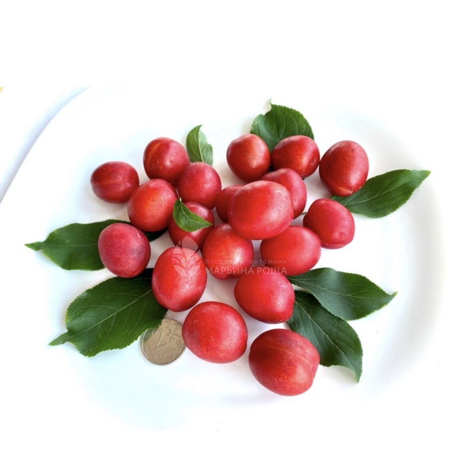 Слива Айлинская