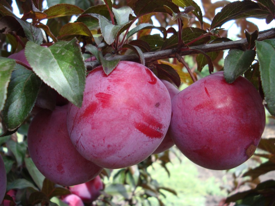 Сливы по всей России