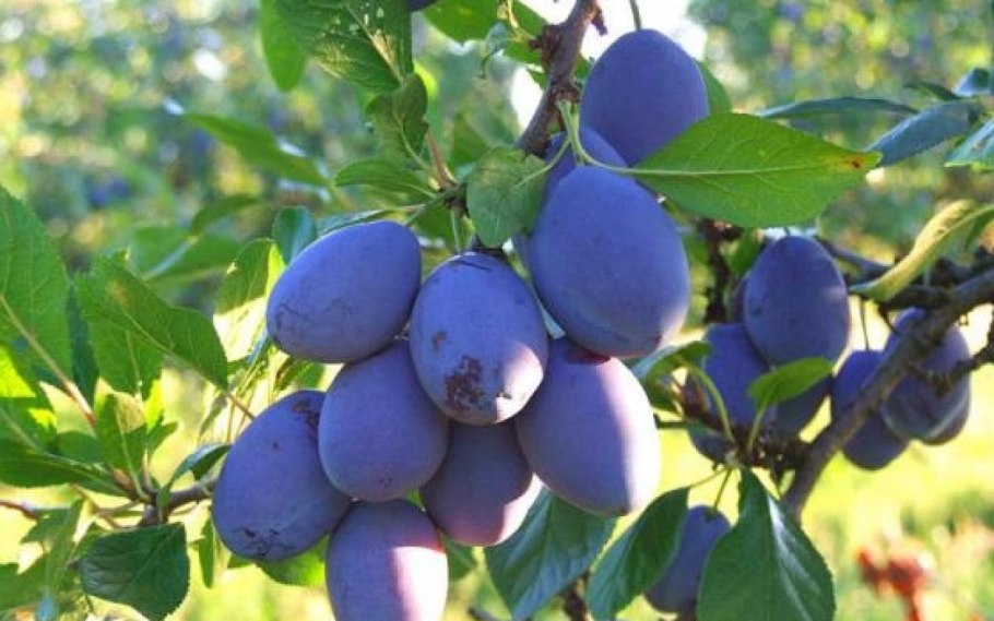 Алыча красная