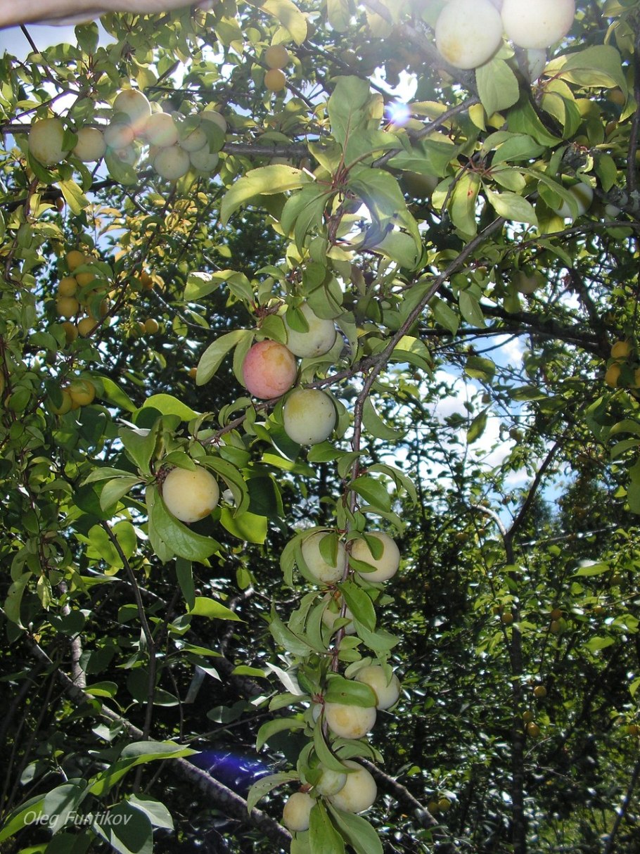 Алыча Уральская