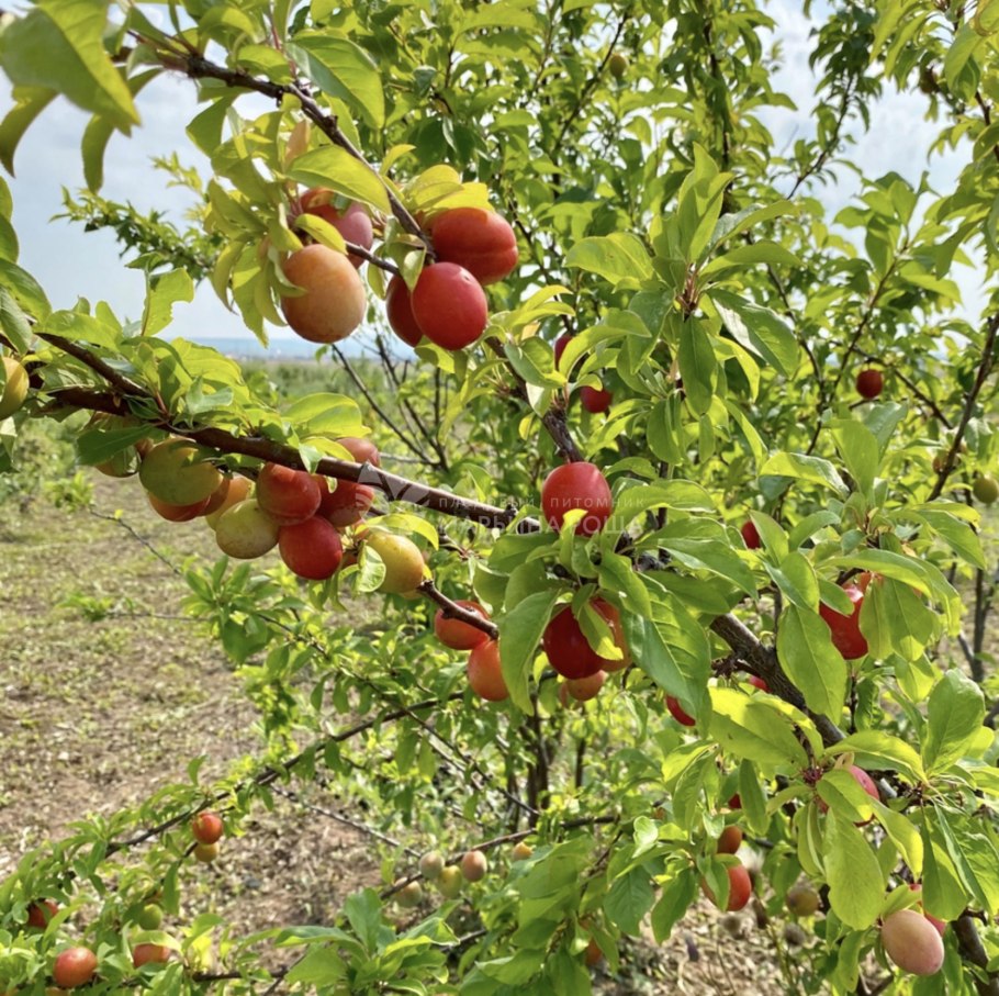 Слива угорка и венгерка