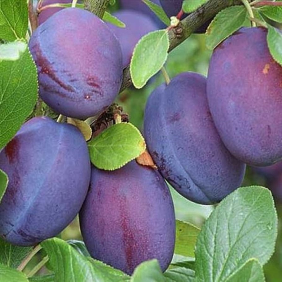 Черемуха виргинская краснолистная