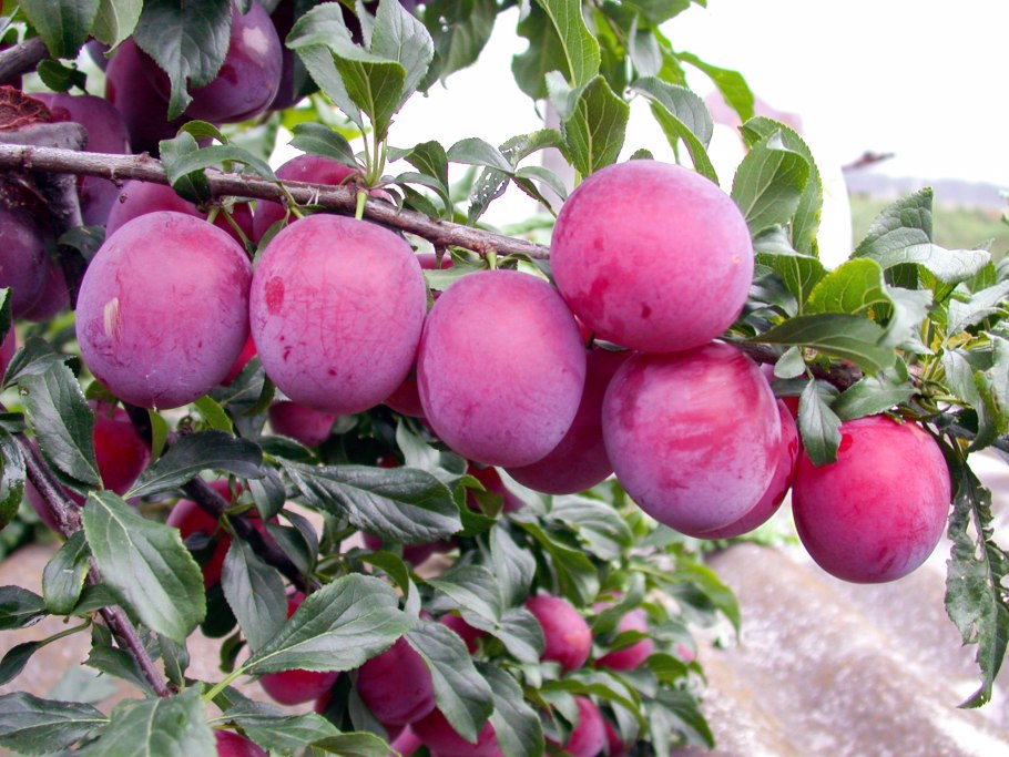 Слива Уральские зори