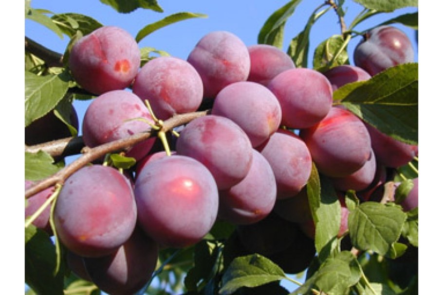 Алыча Генеральская