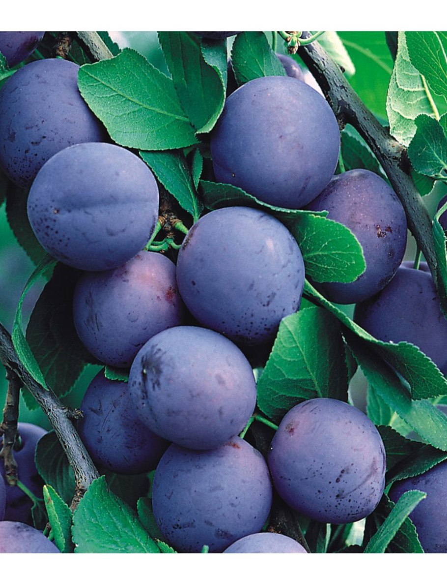 Слива алыча Кубанская Комета