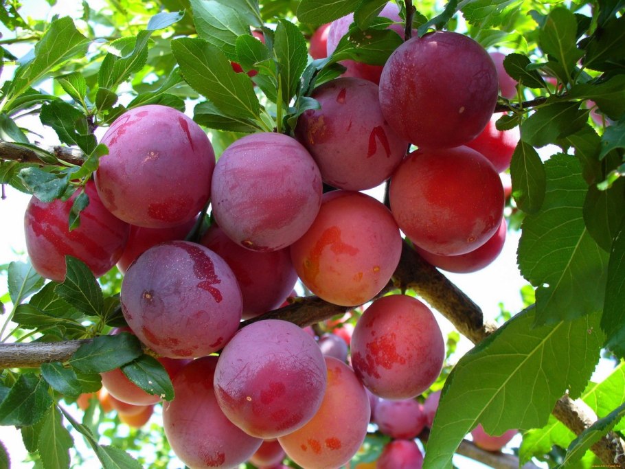 Алыча Аль Бухара