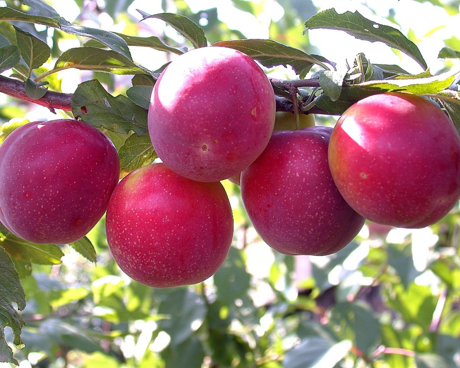 Сорт сливы Гросса де Фелисио