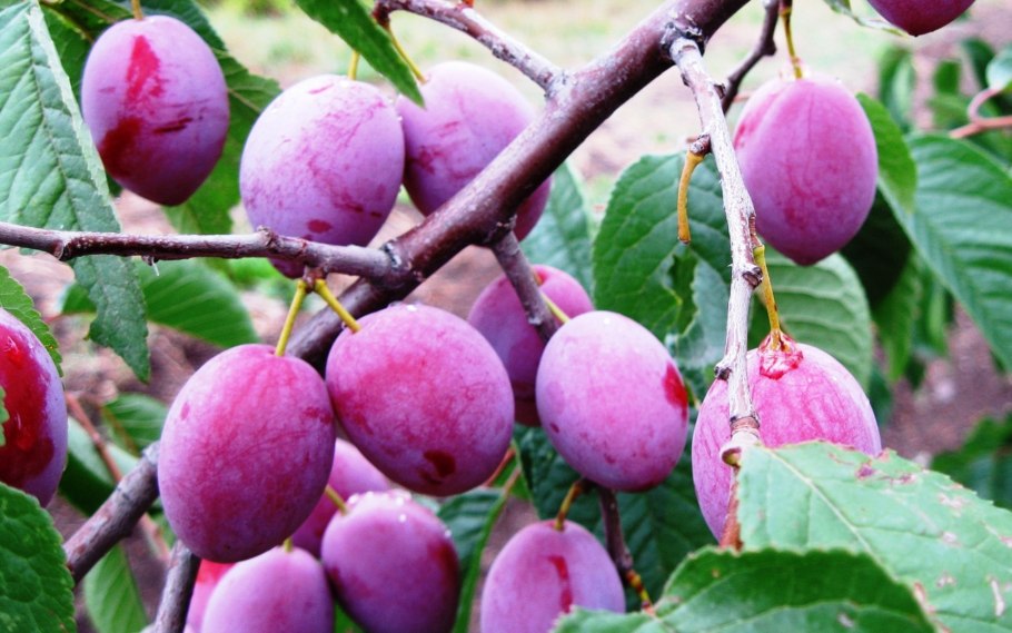 Слива Селигран