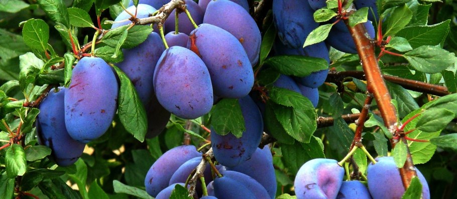 Слива дерево цветение