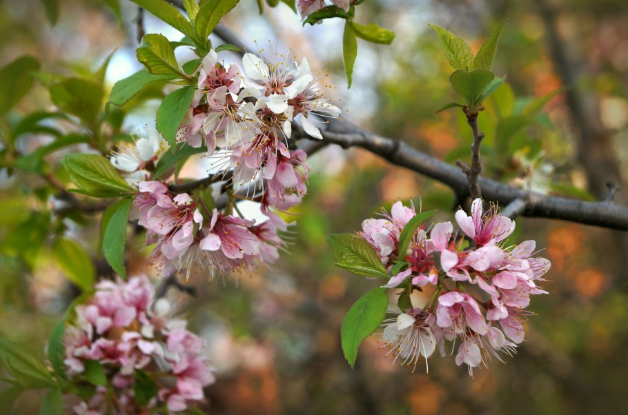 Сливово-вишневый гибрид "Бетта"