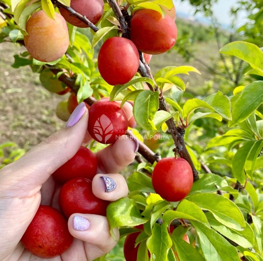 Слива Чачакская ранняя