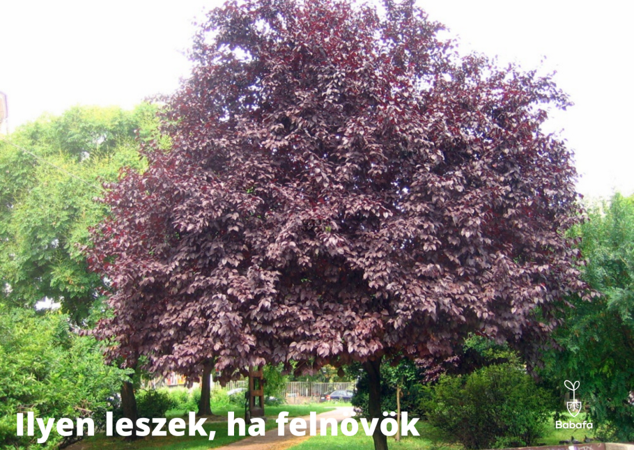 Алыча Клеопатра