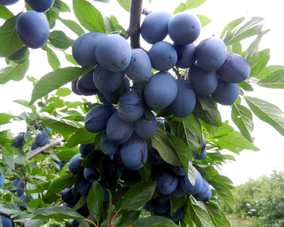 Слива на ветке