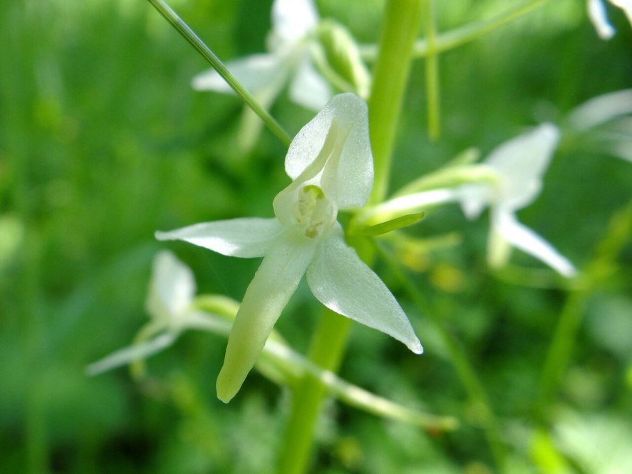 Keroplatus tipuloides