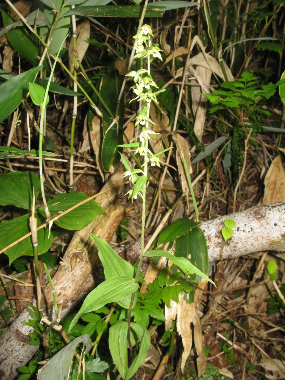 Platanthera chlorantha
