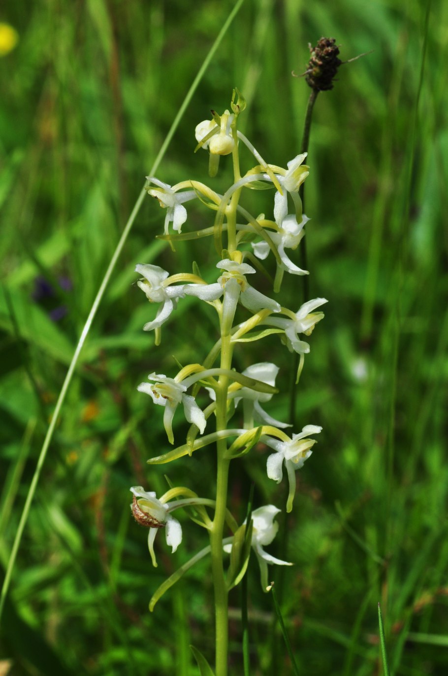 Platanthera chlorantha