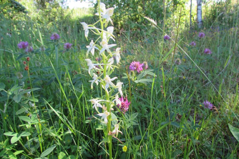 Подмосковная Орхидея Любка двулистная