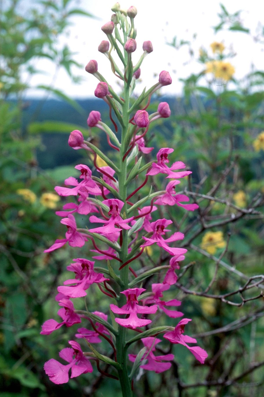 Platanthera Hyperborea