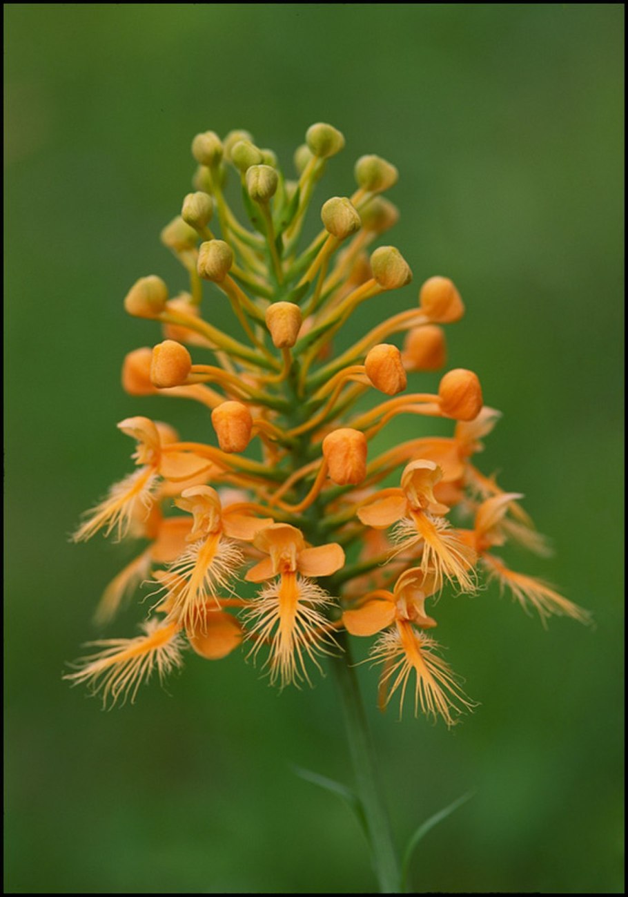 Любка двулистная (Platanthera bifolia)