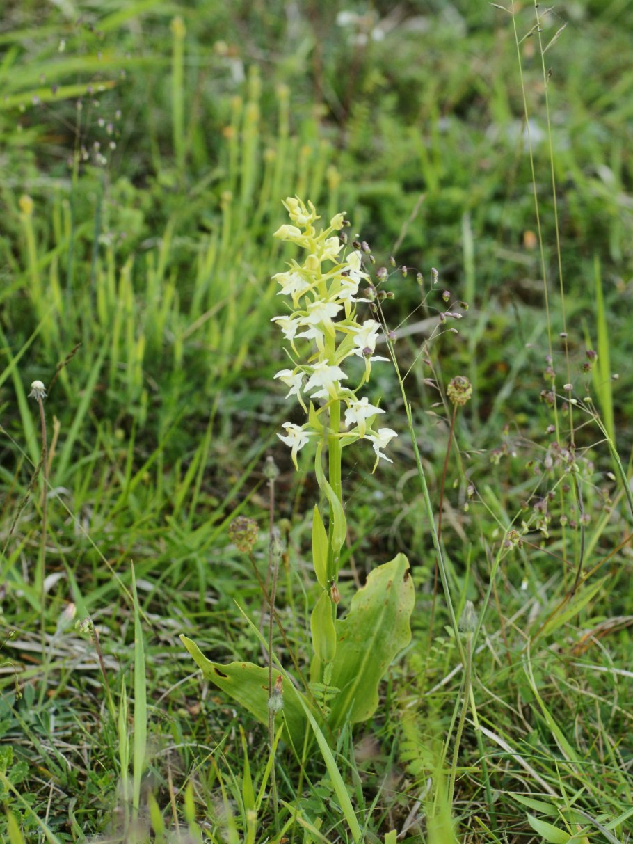 Platanthera chlorantha
