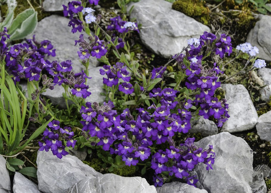 Хеноринум душицелистный