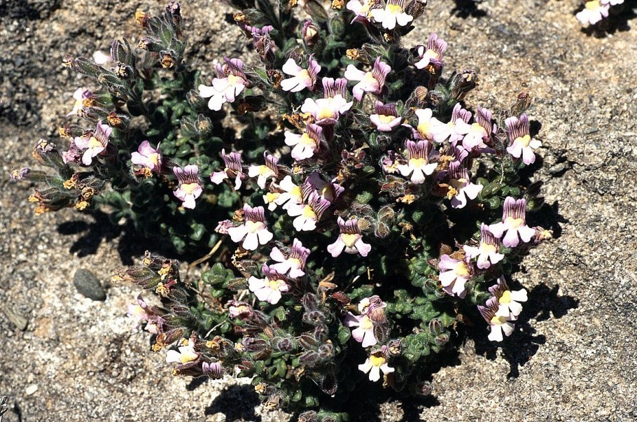 Хеноринум душицелистный