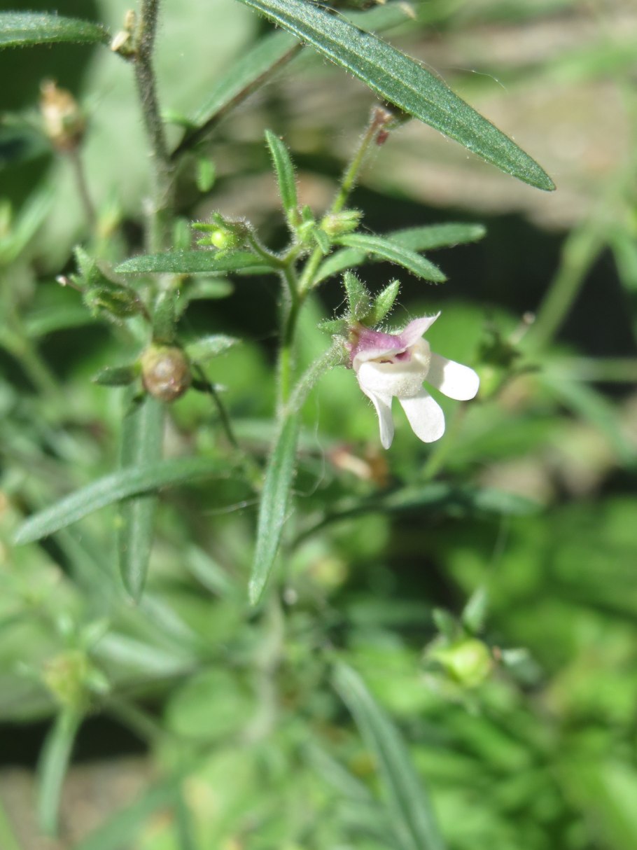 Льнянка цимбаловидная