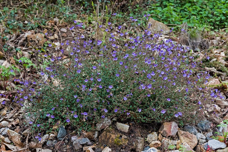 Chaenorhinum Minus (l.) Lange. Хенориум малый