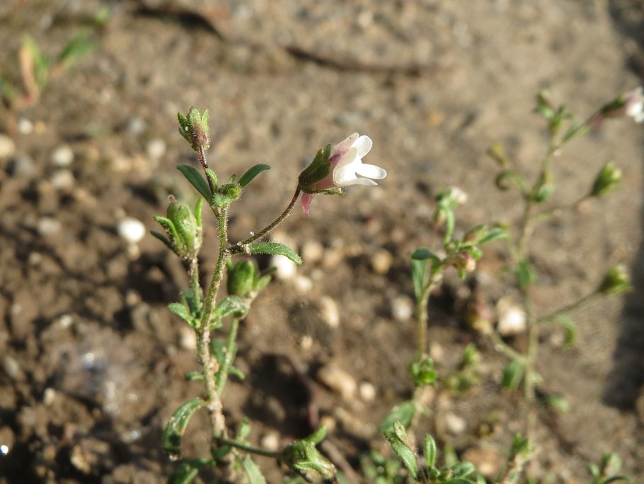 Хеноринум малый или Ушкоцвет Макросъемка