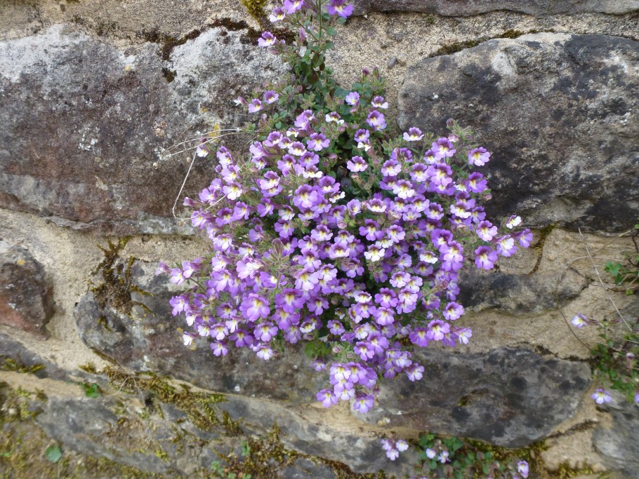 Хеноринум душицелистный