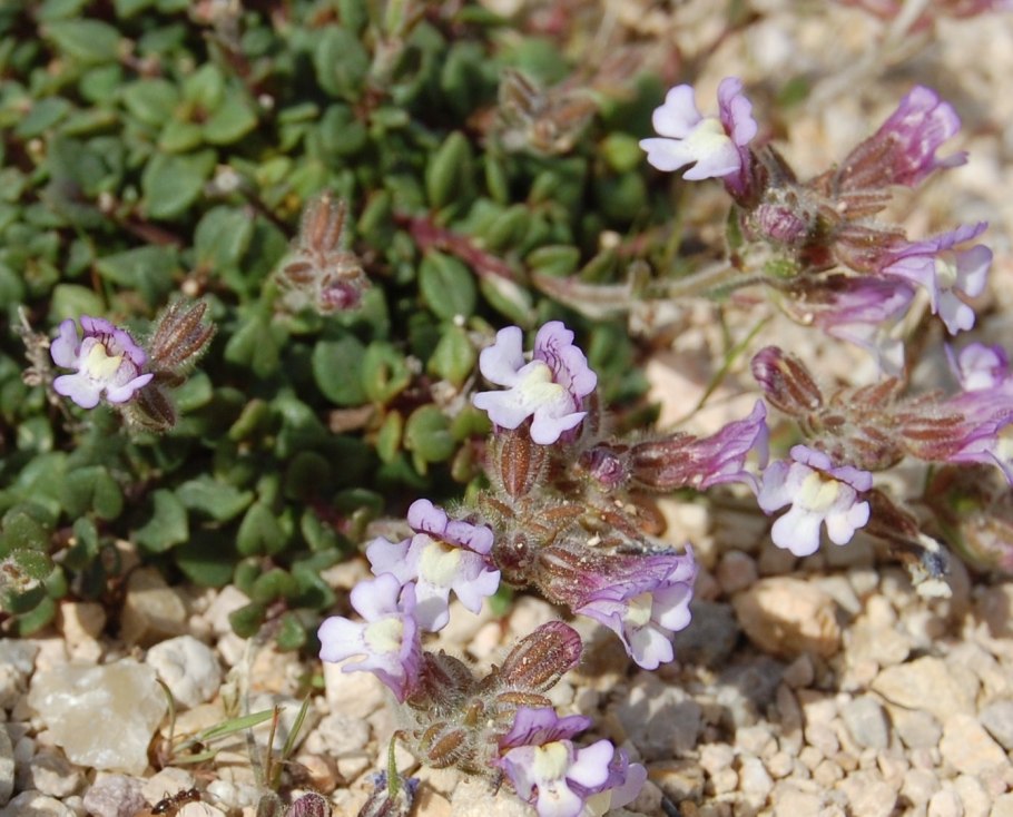 Хеноринум душицелистный «Ариста»
