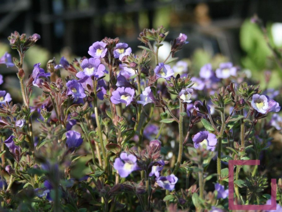 Chaenorhinum origanifolium