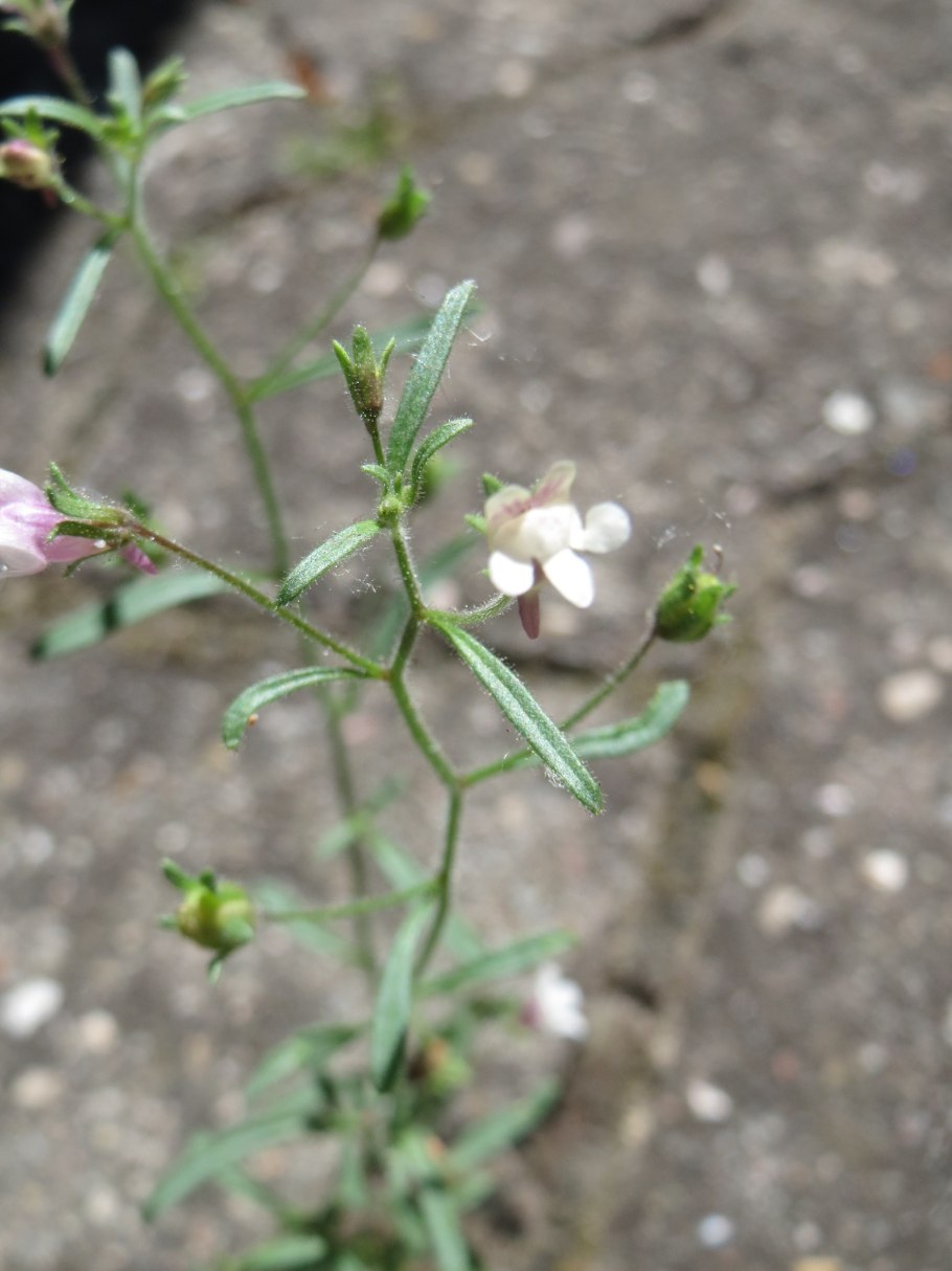 Хеноринум малый цвет плода