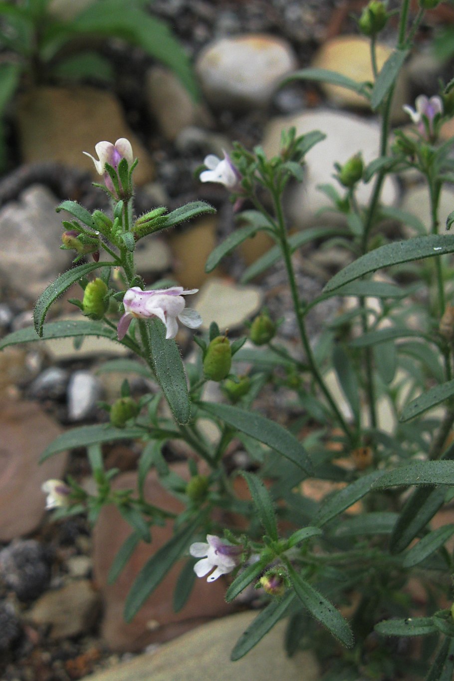 Хеноринум малый или Ушкоцвет Макросъемка