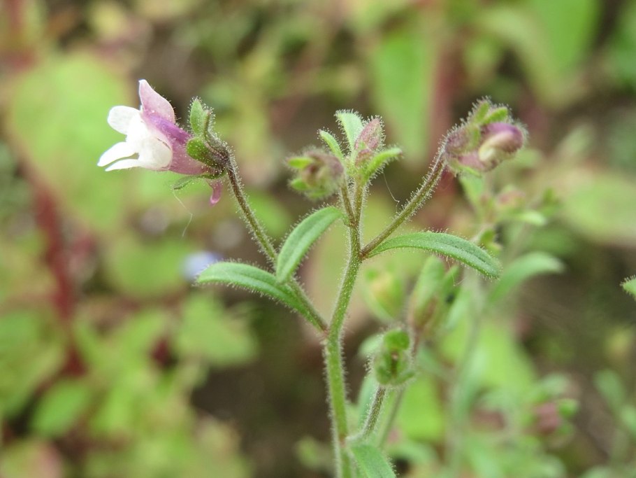 Рудеральные растения
