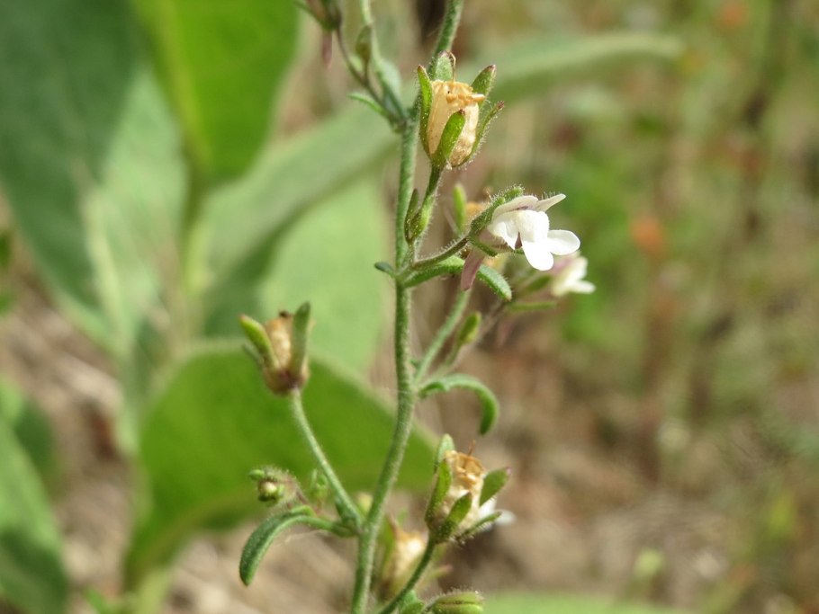 Хеноринум малый или Ушкоцвет